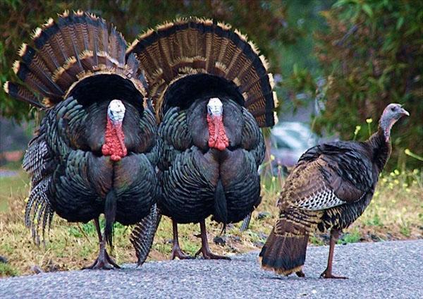 Pavos adultos