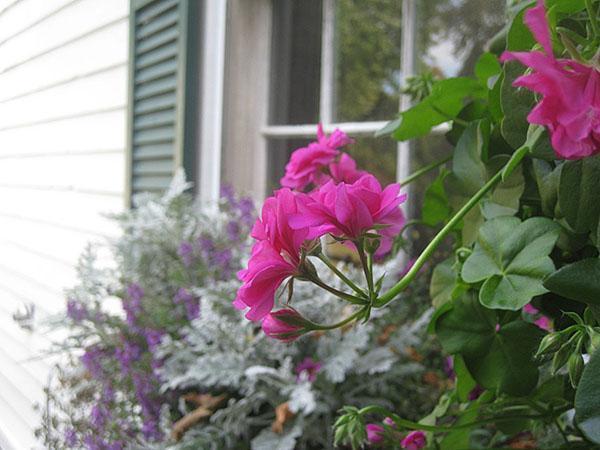 Le géranium ampeleux ne commence à fleurir qu'après que la racine occupe tout le pot