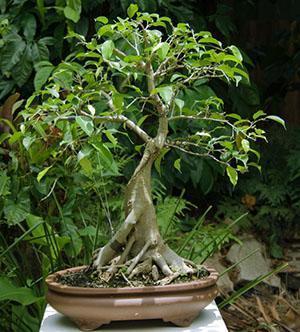 En Chine, le ficus de Benjamin symbolise le souhait de longévité et de bien-être.