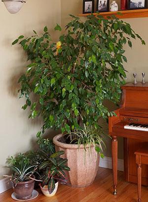 Plante magnifique
