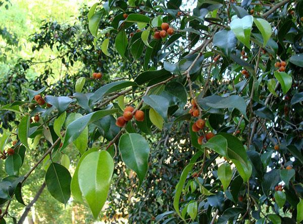 Ficus Benjamin en la naturaleza