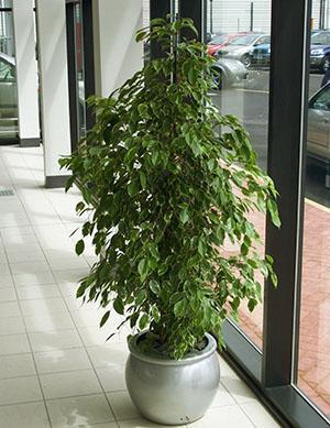 Ficus Benjamin n'a pratiquement pas de période de dormance