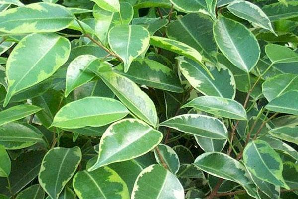 El exuberante follaje de ficus es bueno para enjuagar con una ducha tibia