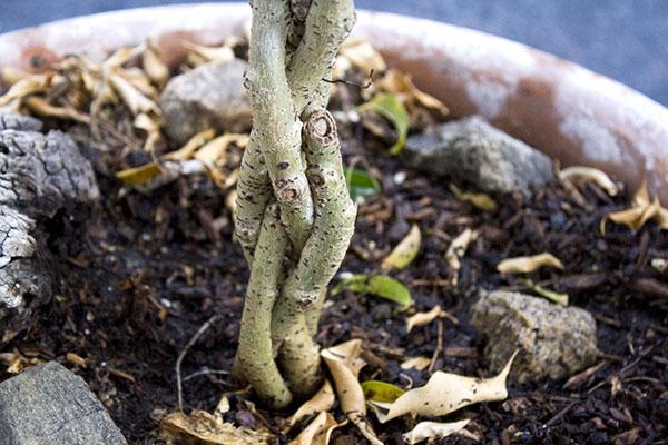 Tisser une composition à partir de tables de ficus