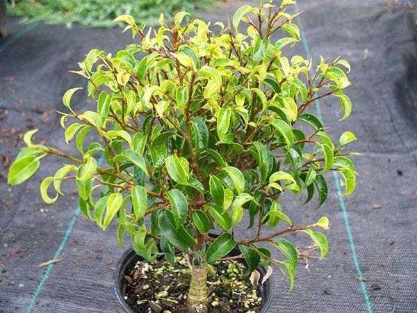 Formation de couronne de ficus