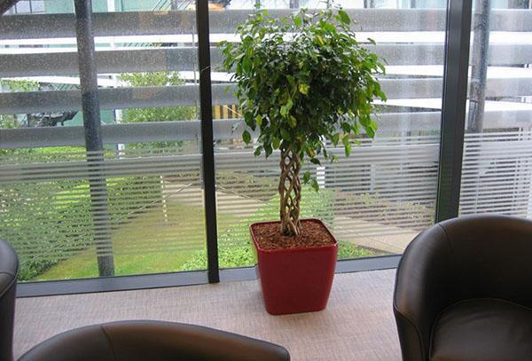 Ficus Benjamin en la oficina