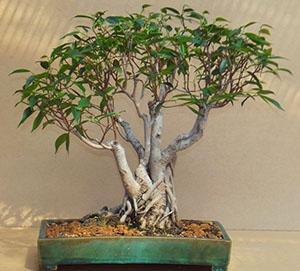 Formación Benjamin Ficus Bonsai