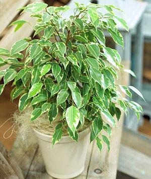 Ficus Benjamin en casa