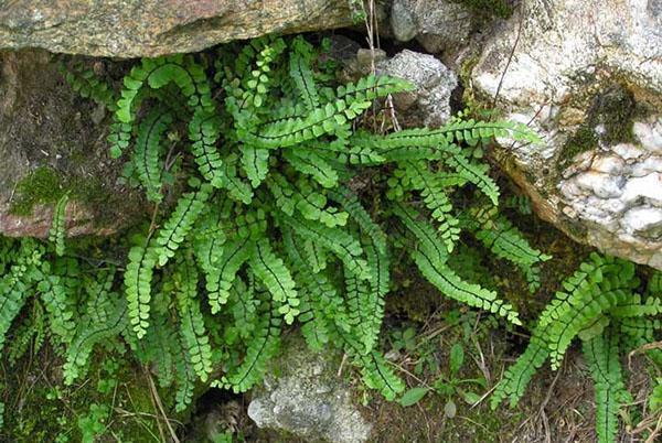 Asplenium en el diseño del paisaje