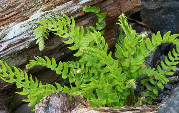 Woodsia de tamaño insuficiente