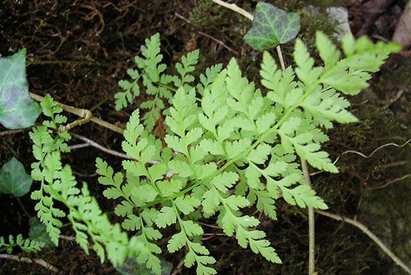 Plante tolérante à l'ombre