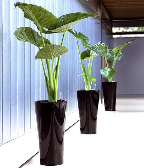 Alocasia à l'intérieur d'un espace public