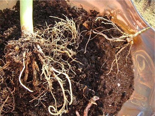 Mettre en quarantaine la plante acquise et transplanter