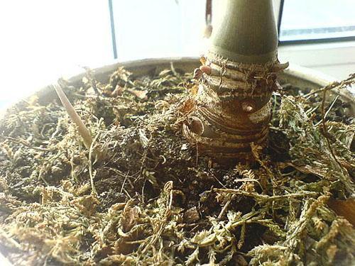 Si las hojas se han caído, la raíz de alocasia se puede trasplantar para restaurar