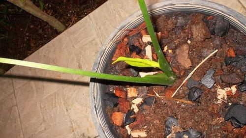 Desarrollo de una planta joven después del trasplante.