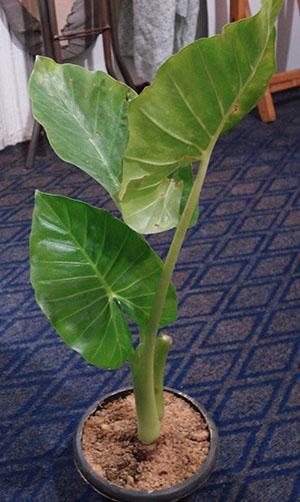 Alocasia de raíz grande