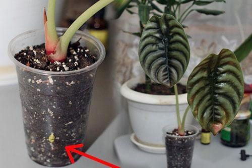 Alocasia Copperleaf a un nouveau tubercule