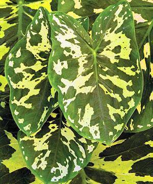 Alocasia panaché