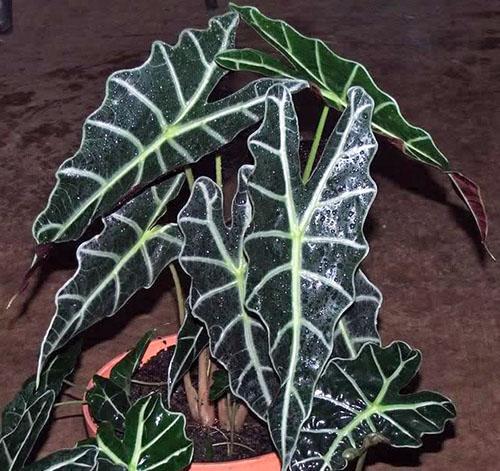 Alocasia Amazone