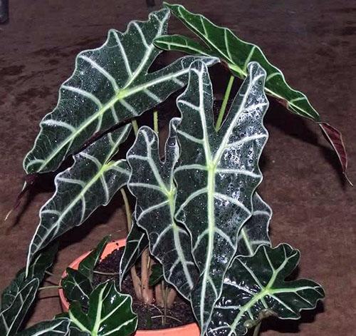 Alocasia Amazonas