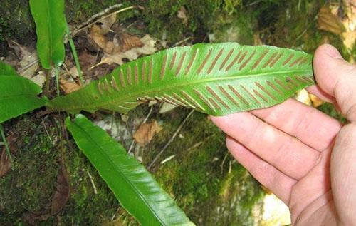 Asplenium anticum, o osaka