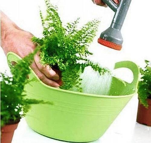 Cuidado de Asplenium