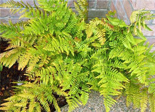 Asplenium necesita ayuda