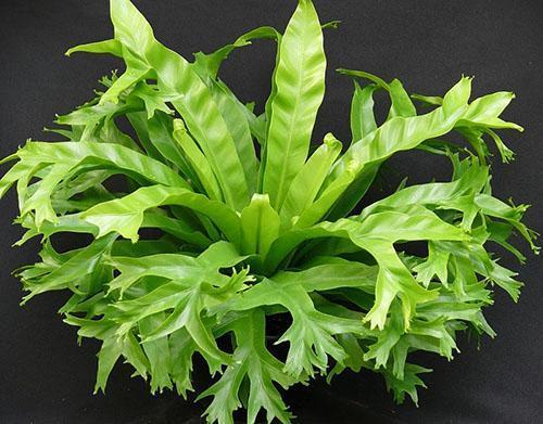 Bel asplenium à la maison