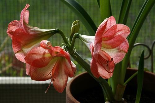 amaryllis