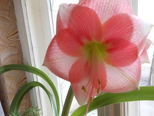 amaryllis de l'auteur