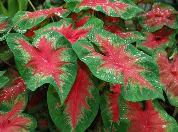 caladium bicolore