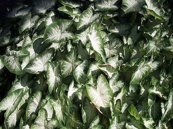 feuilles aux reflets argentés