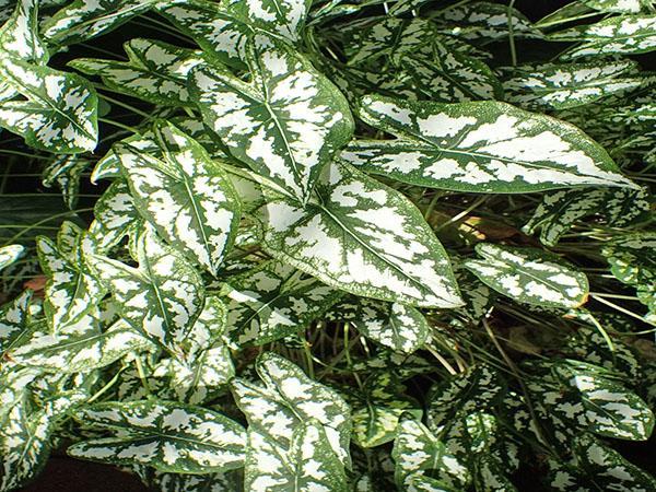 feuilles de caladium tachetées