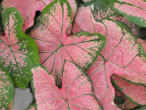 caladium au feuillage rose