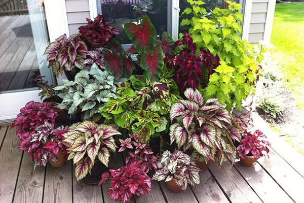 composition de différentes variétés de caladium