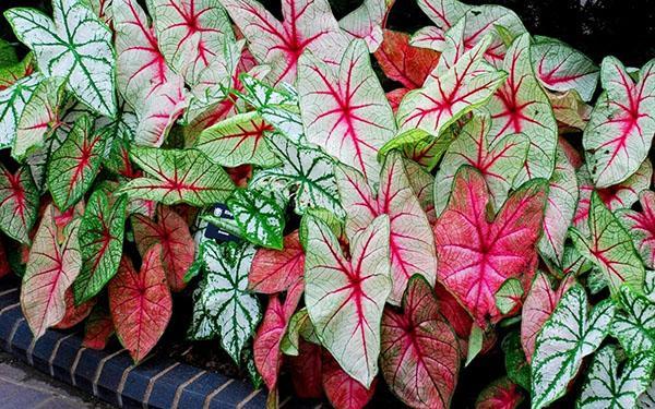 Caladium des variétés Schomburg, Bicolor et Humboldt