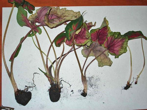 reproduction de caladium