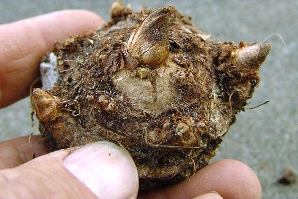 tubercule de caladium