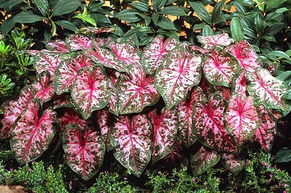 variedad Carolyn Worton