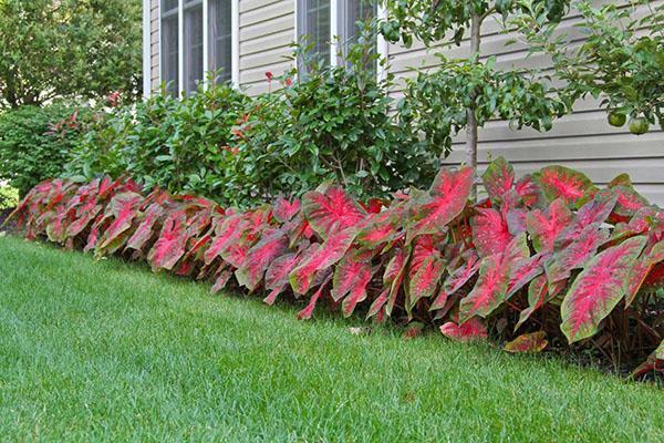 caladium en el jardín