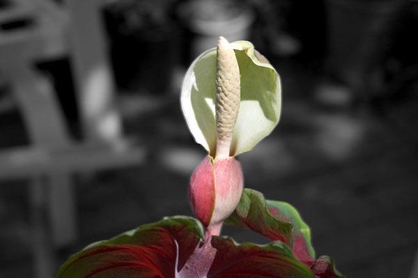 inflorescencia bicolor