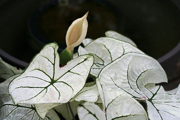 flor exótica