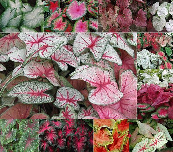 selección de variedades de caladium