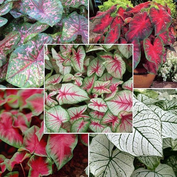 caladium de diferentes tipos