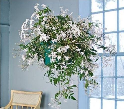 polyantum floreciente