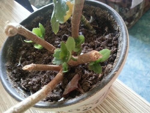 Kalanchoe vuelve a crecer