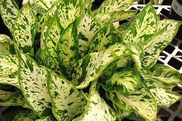 Dieffenbachia con hojas claras debe colocarse en el lugar más brillante de la habitación.