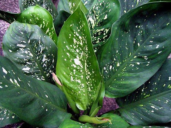 Las plantas con follaje oscuro pueden crecer en el fondo de la habitación.