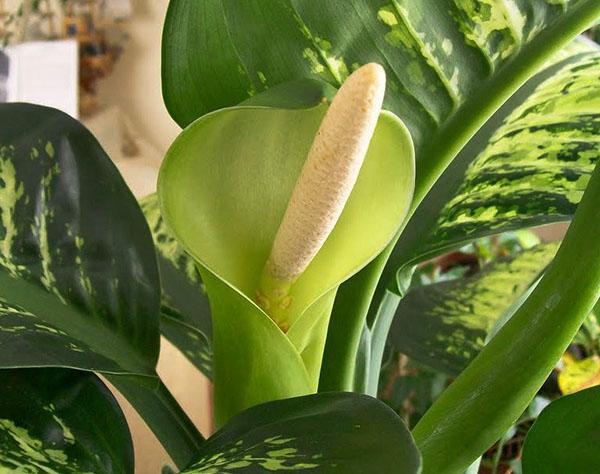 La longitud de la inflorescencia de Dieffenbachia alcanza los 18 cm.