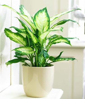 Dieffenbachia Camila